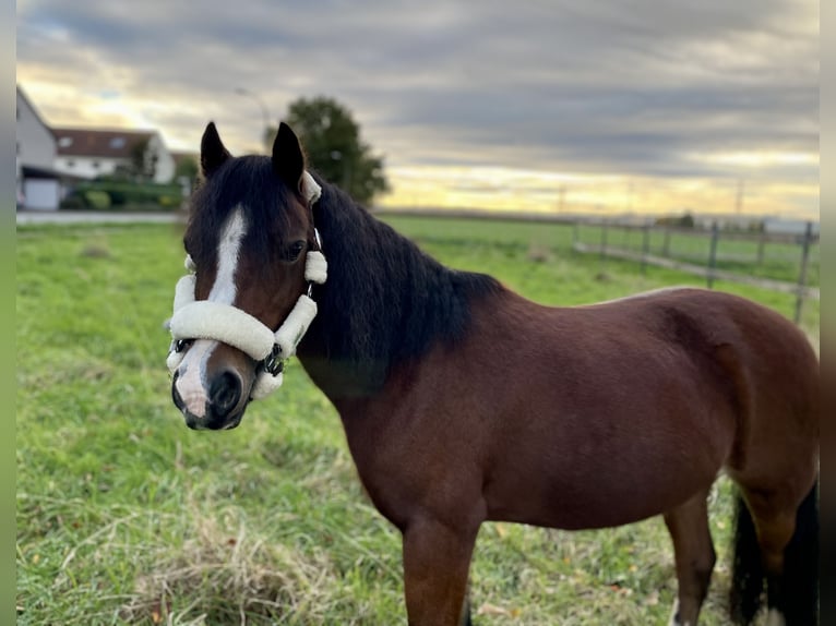 Welsh C (of Cob Type) Mare 14 years 12,2 hh Brown in Köln