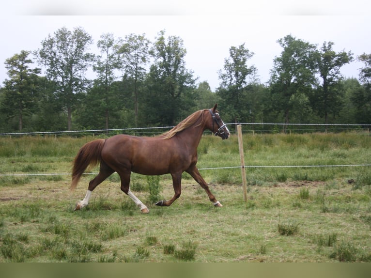 Welsh C (of Cob Type) Mare 14 years 12,2 hh Chestnut-Red in Oudeschoot