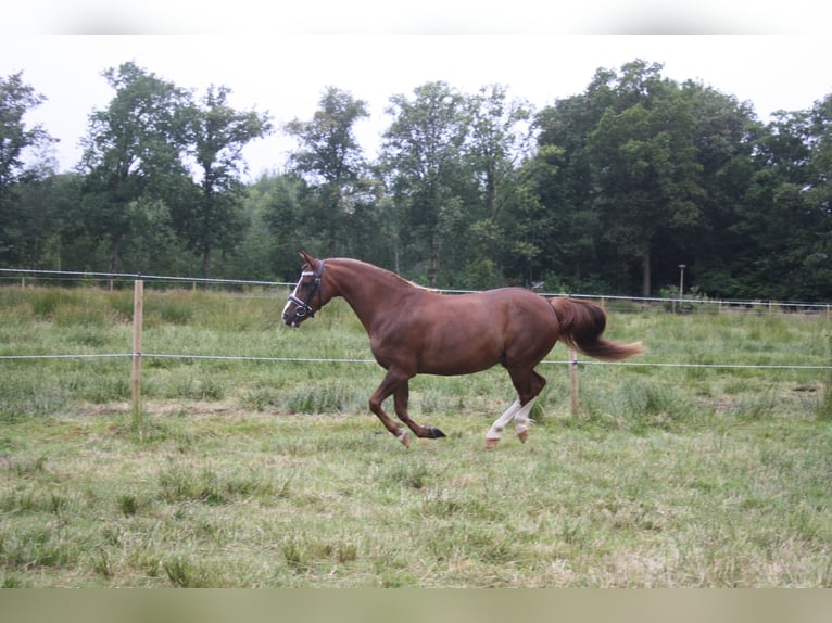 Welsh C (of Cob Type) Mare 14 years 12,2 hh Chestnut-Red in Oudeschoot