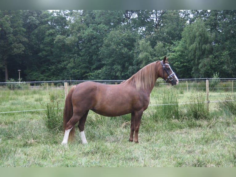 Welsh C (of Cob Type) Mare 14 years 12,2 hh Chestnut-Red in Oudeschoot