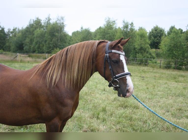 Welsh C (of Cob Type) Mare 14 years 12,2 hh Chestnut-Red in Oudeschoot