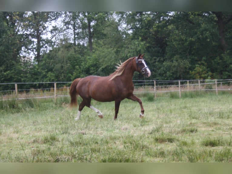 Welsh C (of Cob Type) Mare 14 years 12,2 hh Chestnut-Red in Oudeschoot