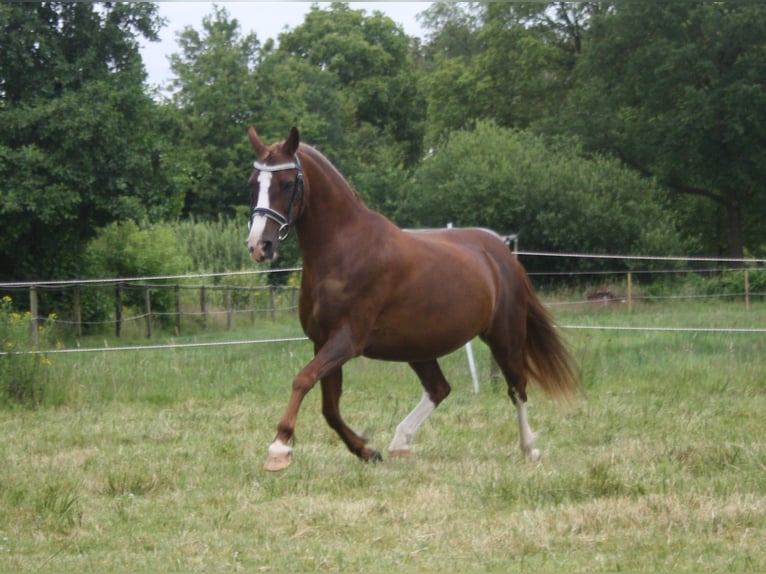 Welsh C (of Cob Type) Mare 14 years 12,2 hh Chestnut-Red in Heerenveen