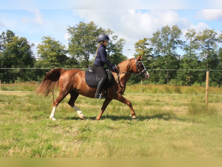 Welsh C (of Cob Type) Mare 14 years 12,2 hh Chestnut-Red in Heerenveen