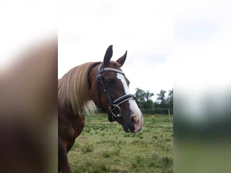 Welsh C (of Cob Type) Mare 14 years 12,2 hh Chestnut-Red in Heerenveen