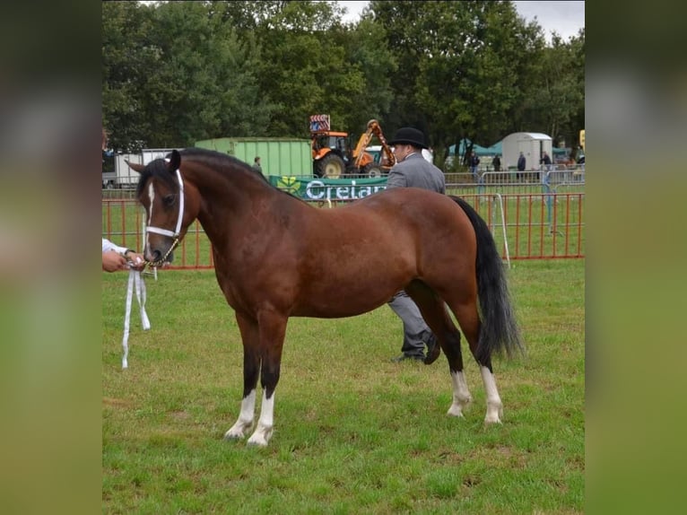 Welsh C (of Cob Type) Mare 14 years 13,1 hh Bay in Tengelic