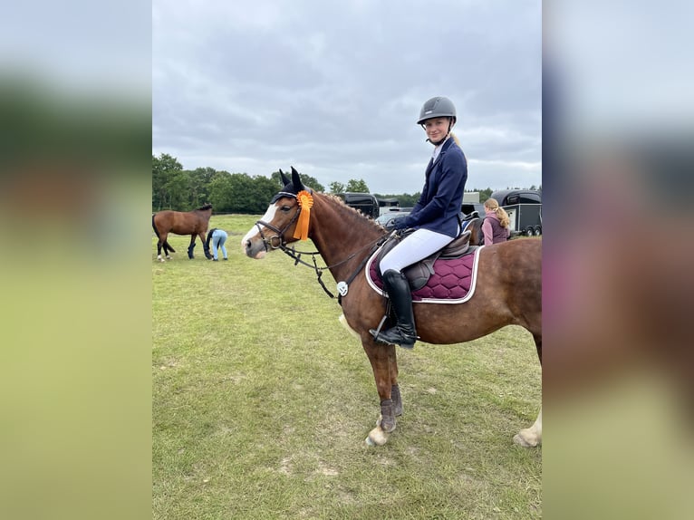 Welsh C (of Cob Type) Mare 14 years 13,2 hh Chestnut-Red in Wardenburg