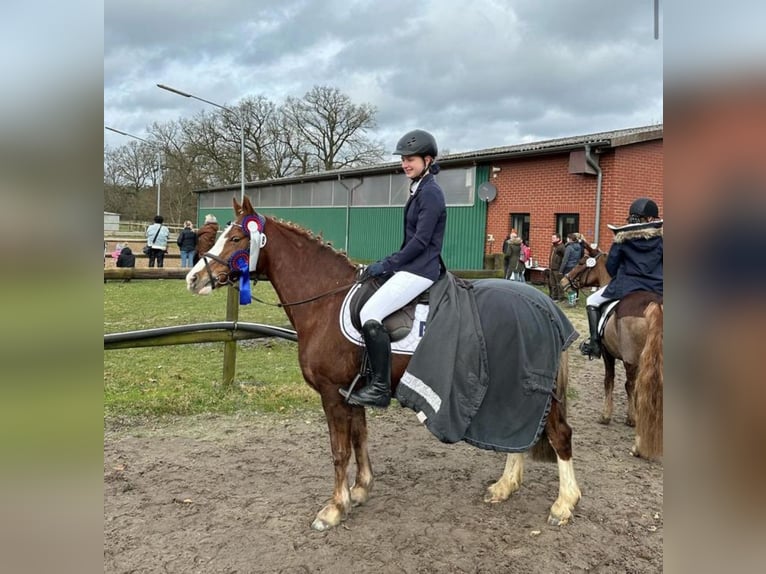 Welsh C (of Cob Type) Mare 14 years 13,2 hh Chestnut-Red in Wardenburg