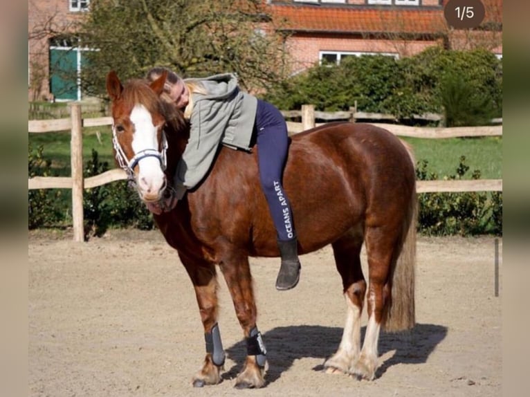 Welsh C (of Cob Type) Mare 14 years 13,2 hh Chestnut-Red in Wardenburg