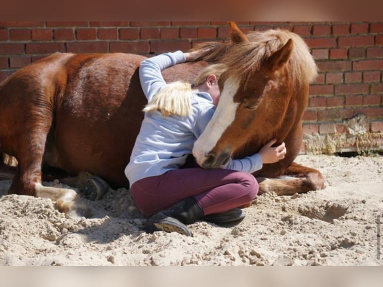 Welsh C (of Cob Type) Mare 14 years 13,2 hh Chestnut-Red in Wardenburg