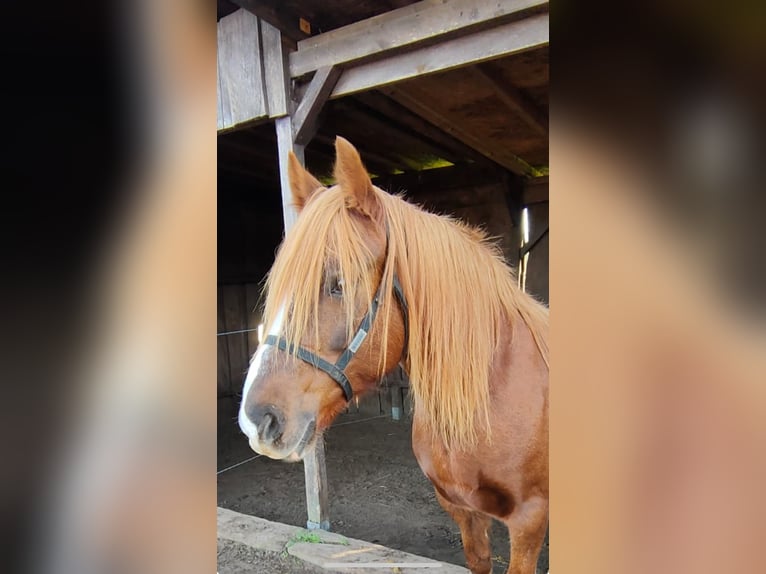 Welsh C (of Cob Type) Mare 14 years 13,2 hh Chestnut-Red in Falkensee