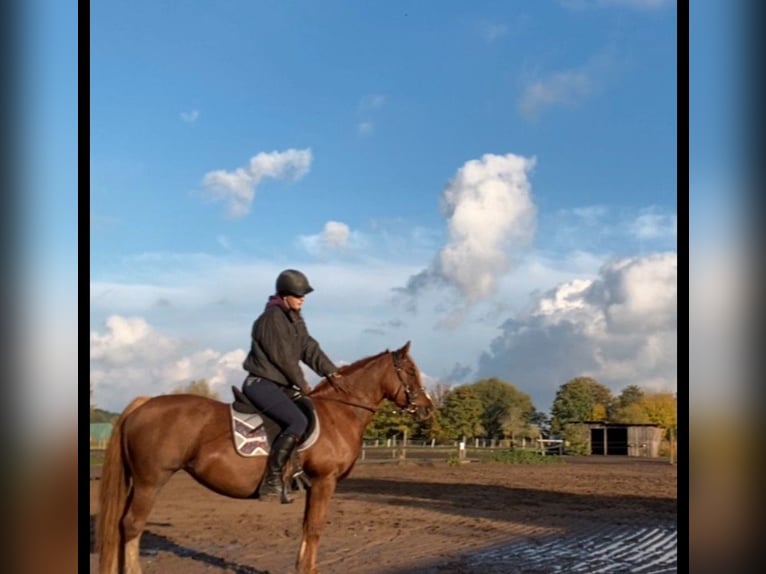 Welsh C (of Cob Type) Mare 14 years 13,2 hh Chestnut-Red in Falkensee