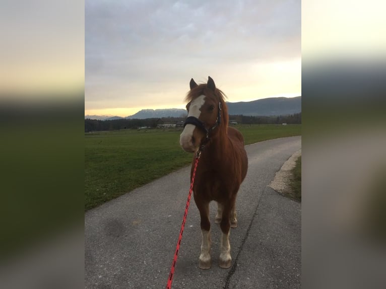 Welsh C (of Cob Type) Mare 15 years 13,1 hh Chestnut-Red in Wonneberg