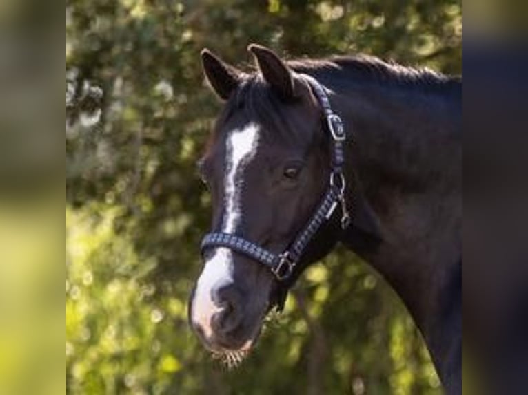 Welsh C (of Cob Type) Mare 15 years 13,3 hh Black in Troisdorf