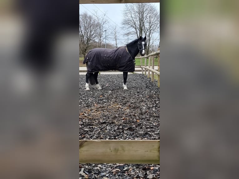 Welsh C (of Cob Type) Mare 15 years 13,3 hh Black in Troisdorf