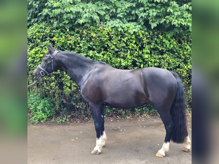 Welsh C (of Cob Type) Mare 15 years 13,3 hh Black in Troisdorf