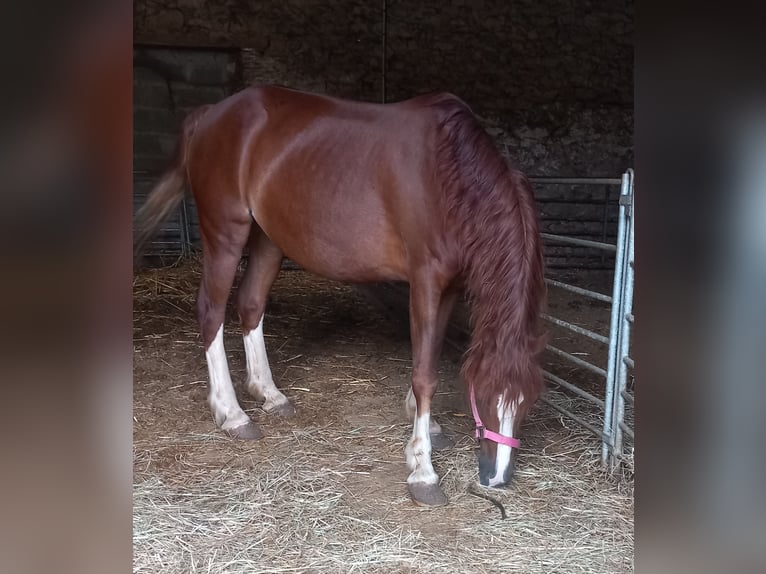 Welsh C (of Cob Type) Mare 15 years 13 hh Chestnut-Red in Magnac-Laval