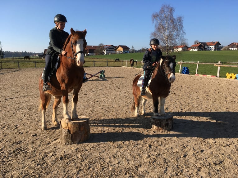 Welsh C (of Cob Type) Mare 15 years 13 hh Chestnut-Red in Wonneberg