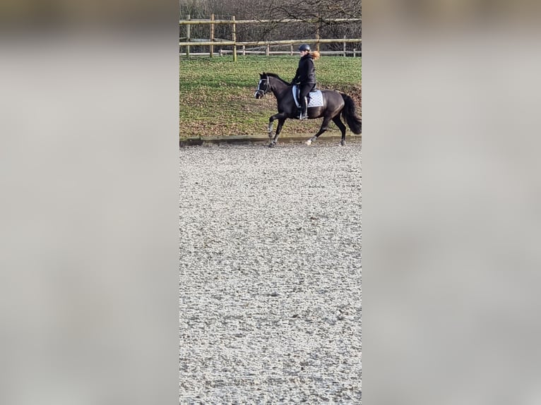 Welsh C (of Cob Type) Mare 16 years 13,3 hh Black in Troisdorf