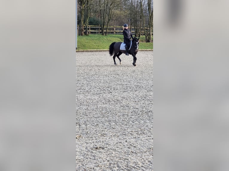 Welsh C (of Cob Type) Mare 16 years 13,3 hh Black in Troisdorf