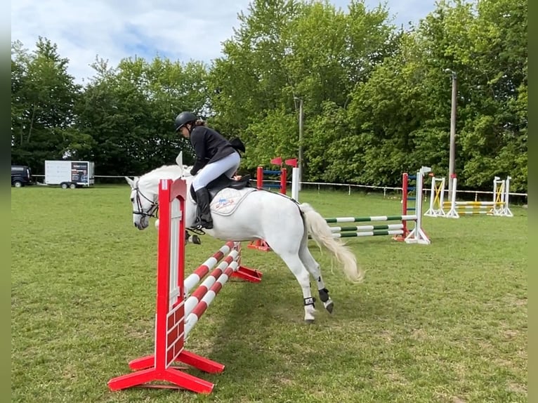 Welsh C (of Cob Type) Mare 16 years 13 hh Gray in Papenhagen