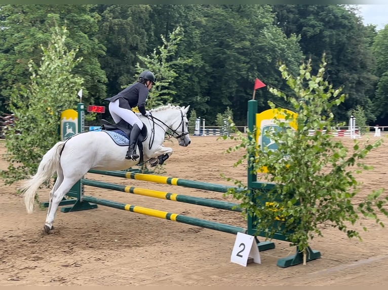 Welsh C (of Cob Type) Mare 16 years 13 hh Gray in Papenhagen