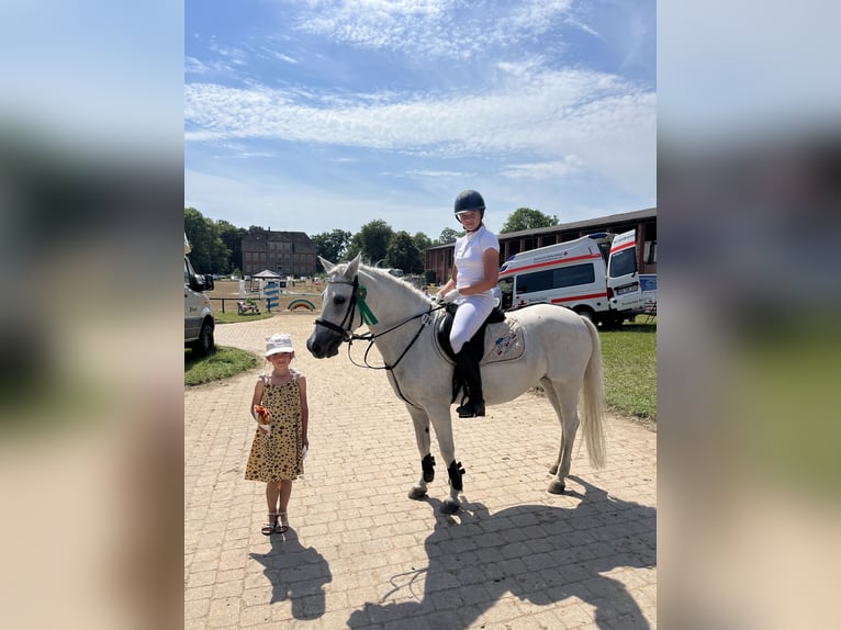 Welsh C (of Cob Type) Mare 16 years 13 hh Gray in Papenhagen