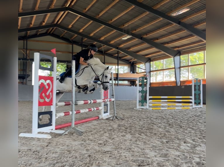 Welsh C (of Cob Type) Mare 16 years 13 hh Gray in Papenhagen