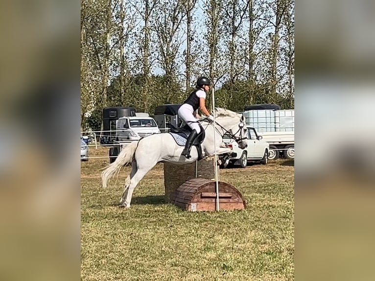 Welsh C (of Cob Type) Mare 16 years 13 hh Gray in Papenhagen