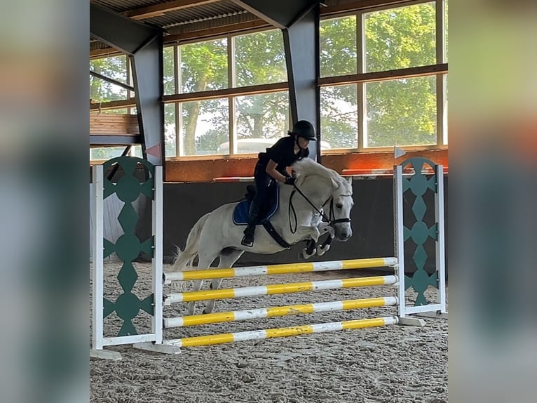 Welsh C (of Cob Type) Mare 16 years 13 hh Gray in Papenhagen