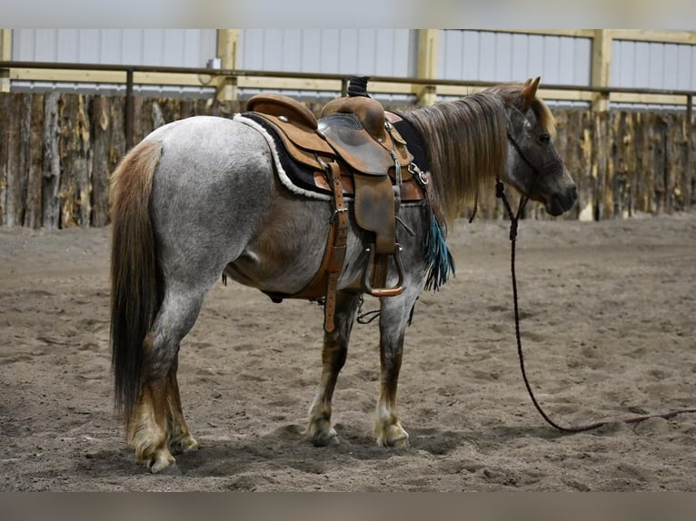 Welsh C (of Cob Type) Mare 16 years 13 hh Roan-Red in Arma, KS