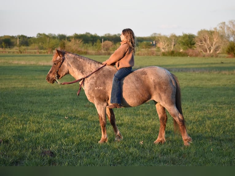 Welsh C (of Cob Type) Mare 16 years 13 hh Roan-Red in Arma, KS