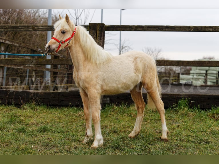 Welsh C (of Cob Type) Mare 1 year 13,1 hh Palomino in Meerbusch