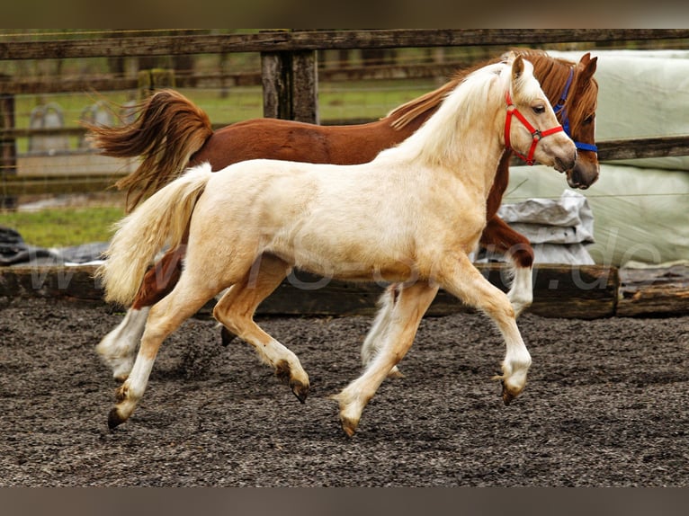 Welsh C (of Cob Type) Mare 1 year 13,1 hh Palomino in Meerbusch