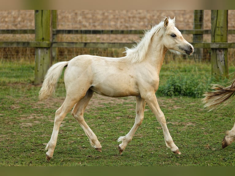 Welsh C (of Cob Type) Mare 1 year 13,1 hh Palomino in Meerbusch