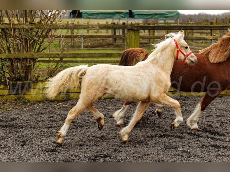 Welsh C (of Cob Type) Mare 1 year 13,1 hh Palomino in Meerbusch