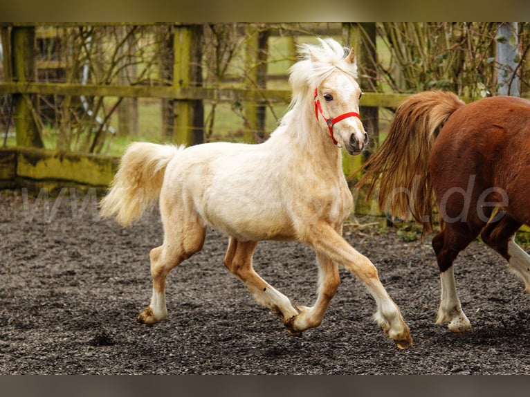 Welsh C (of Cob Type) Mare 1 year 13,1 hh Palomino in Meerbusch