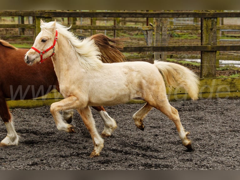 Welsh C (of Cob Type) Mare 1 year 13,1 hh Palomino in Meerbusch