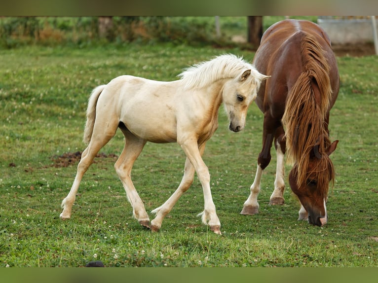 Welsh C (of Cob Type) Mare 1 year 13,1 hh Palomino in Meerbusch