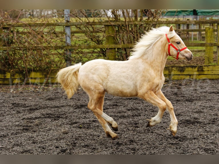 Welsh C (of Cob Type) Mare 1 year 13,1 hh Palomino in Meerbusch
