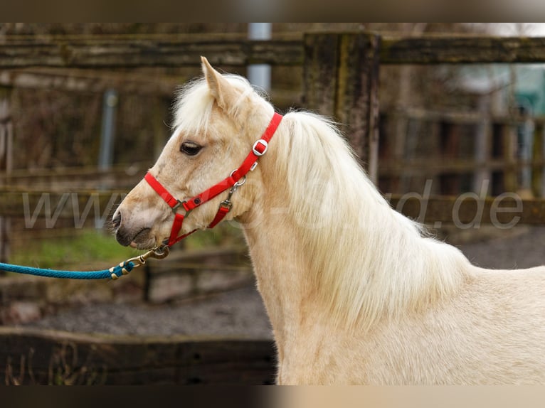 Welsh C (of Cob Type) Mare 1 year 13,1 hh Palomino in Meerbusch