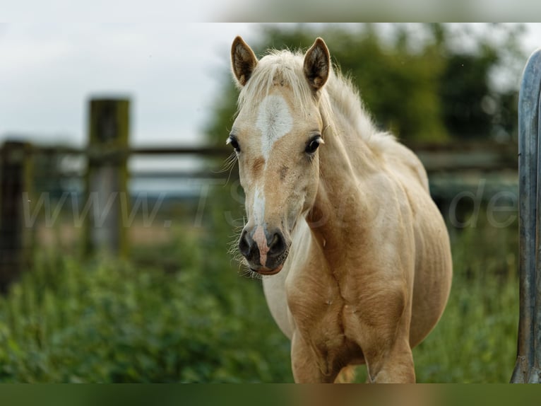 Welsh C (of Cob Type) Mare 1 year 13,1 hh Palomino in Meerbusch