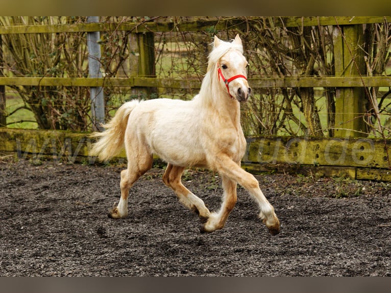 Welsh C (of Cob Type) Mare 1 year 13,1 hh Palomino in Meerbusch