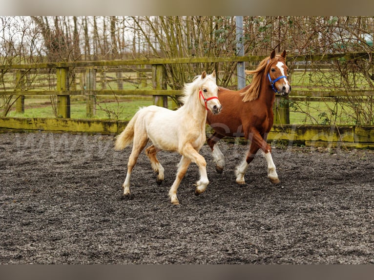 Welsh C (of Cob Type) Mare 1 year 13,1 hh Palomino in Meerbusch