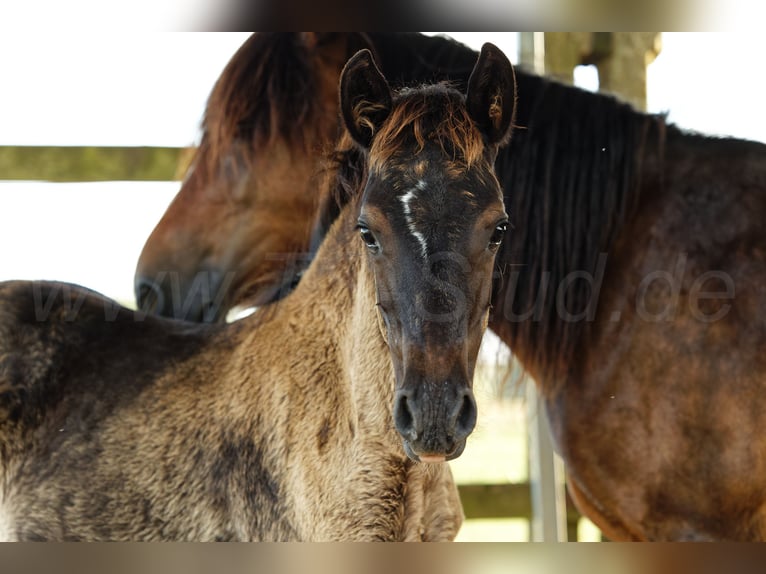 Welsh C (of Cob Type) Mare 1 year 13,1 hh Smoky-Black in Meerbusch