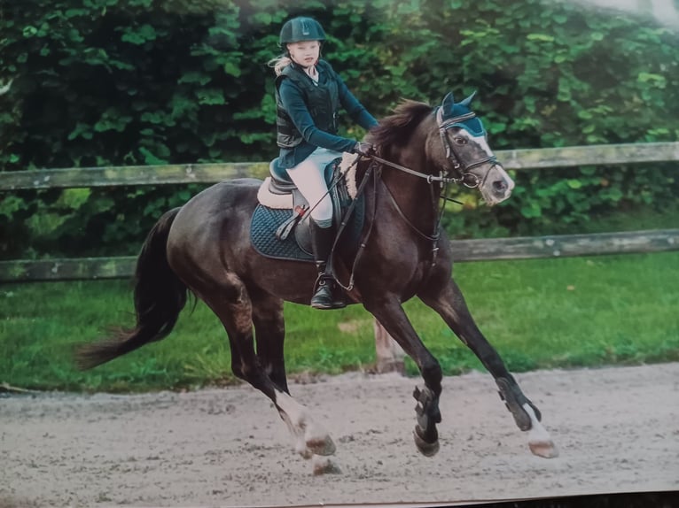 Welsh C (of Cob Type) Mare 26 years 12,3 hh Bay-Dark in Bocholt