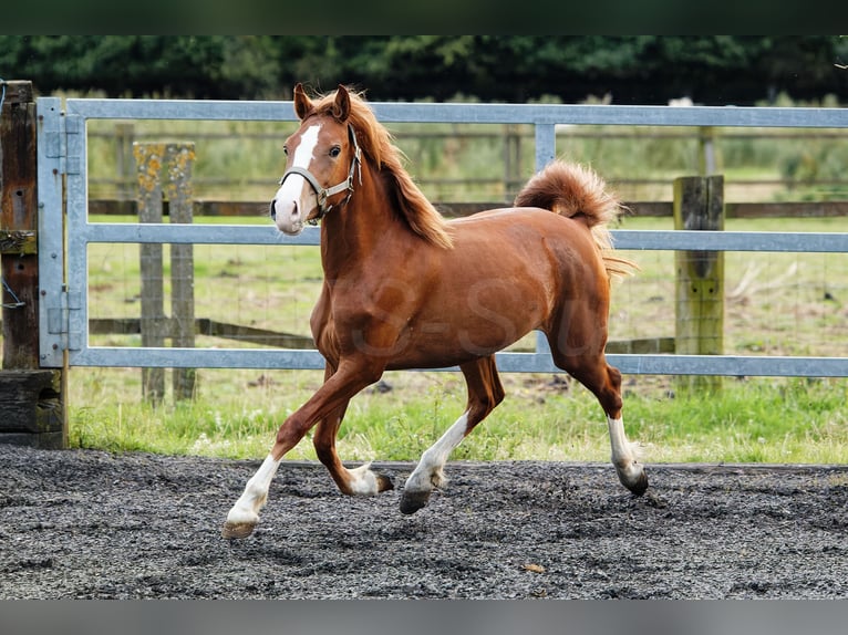 Welsh C (of Cob Type) Mare 2 years 13,1 hh Chestnut-Red in Meerbusch