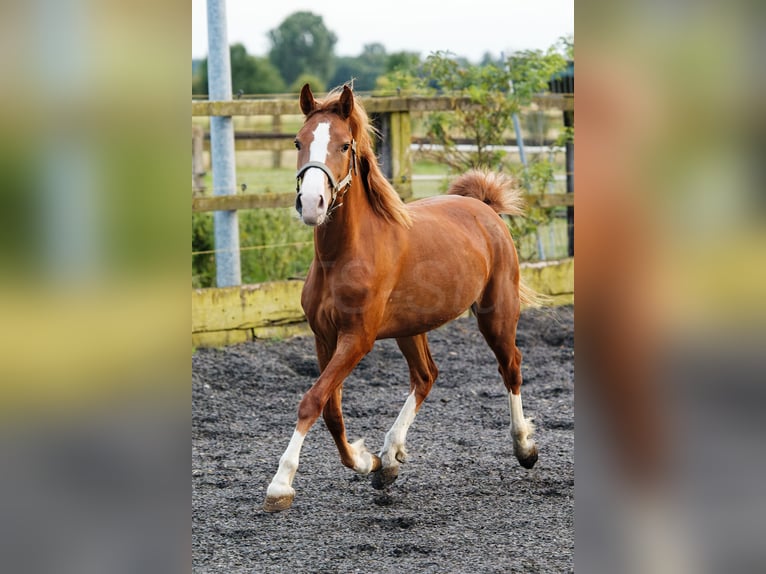 Welsh C (of Cob Type) Mare 2 years 13,1 hh Chestnut-Red in Meerbusch