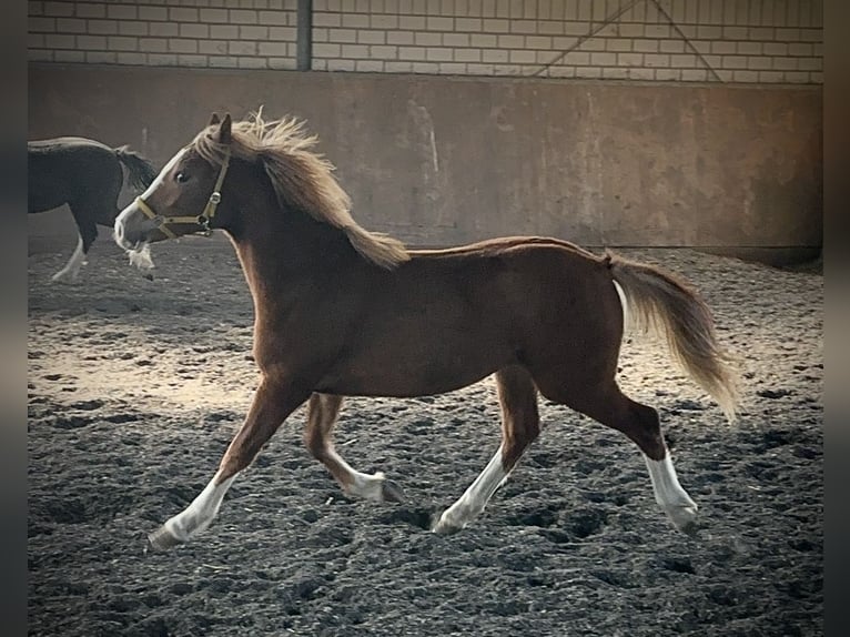 Welsh C (of Cob Type) Mare 2 years 13,1 hh Chestnut-Red in Meerbusch