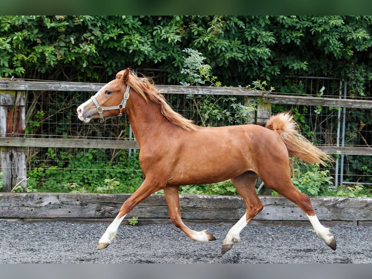 Welsh C (of Cob Type) Mare 2 years 13,1 hh Chestnut-Red in Meerbusch